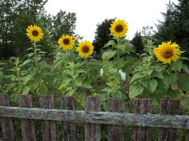 seeding sunflowers planting sunflowers along fence
