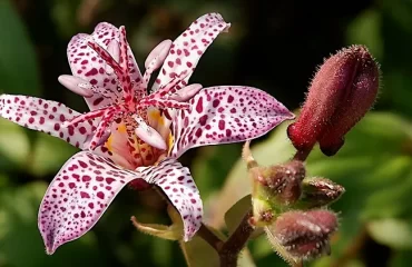 shade loving perennials the fascinating toad lilies are with small flowers