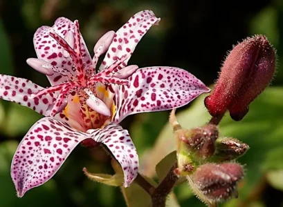 shade loving perennials the fascinating toad lilies are with small flowers