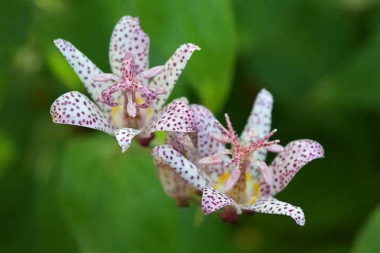 shade loving perennials the fascinating toad lilies