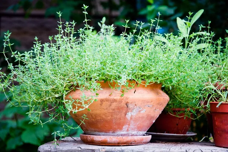 thyme for your dishes make your own indoor herb garden