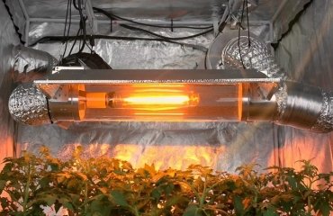 use heat sources protect plants during chilly overnight weather