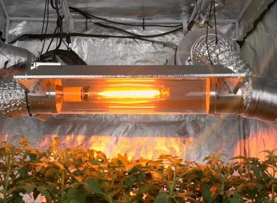 use heat sources protect plants during chilly overnight weather