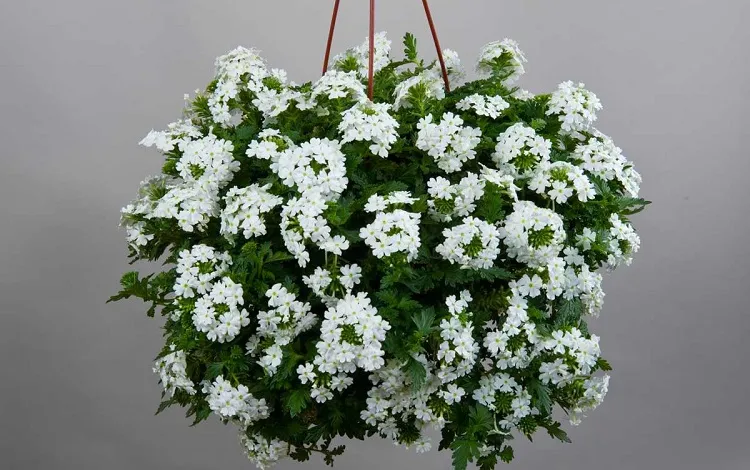 verbena common hanging basket flowers