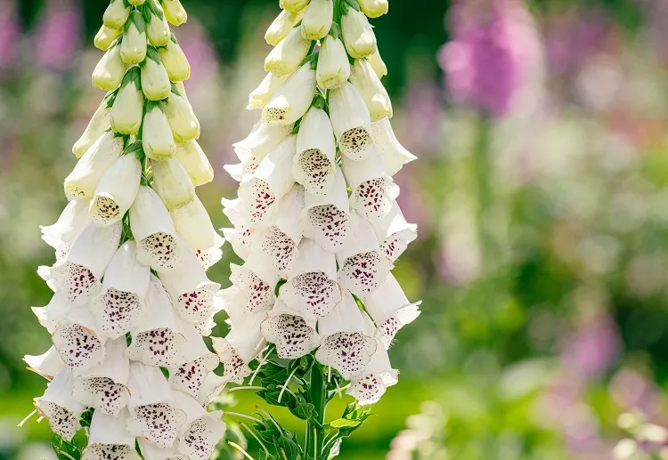 vertical shot of foxgloves shade loving perennials flowers to grow on shady places