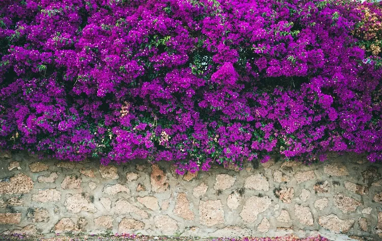 wall covered with purple bougainvillea do bougainvillea roots damage walls