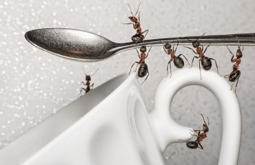 have a break, team of ants and spoon over coffee cup