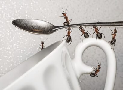 have a break, team of ants and spoon over coffee cup