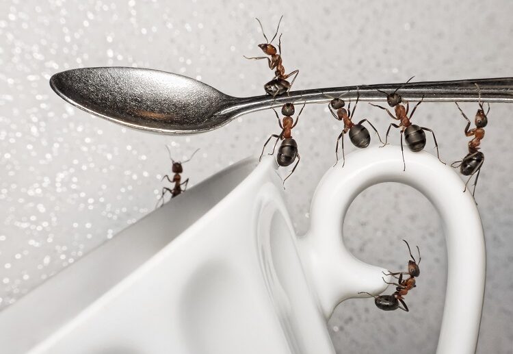 have a break, team of ants and spoon over coffee cup