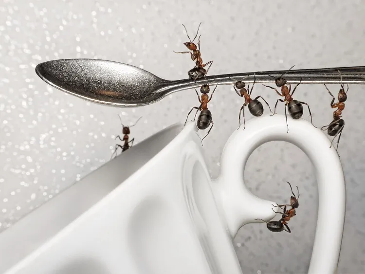 what attracts ants in house sugarly substances oils and grease