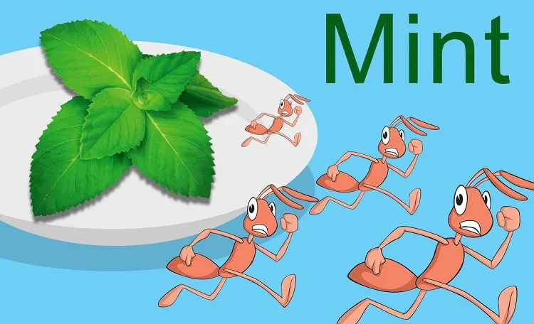 what attracts ants in your house and how to get rid of them with mint essential oil (1)