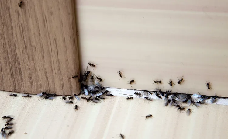 what attracts big black ants in the house cracks holes near the floor (1)