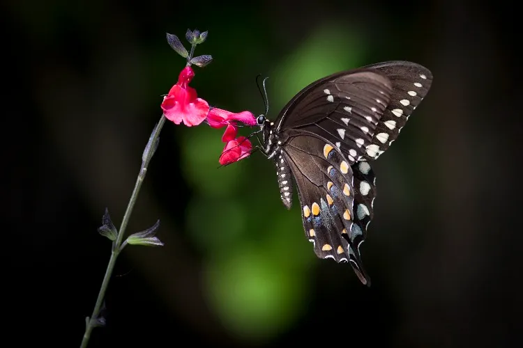 what does a black swallowtail butterfly look like it is black with yellow stripes