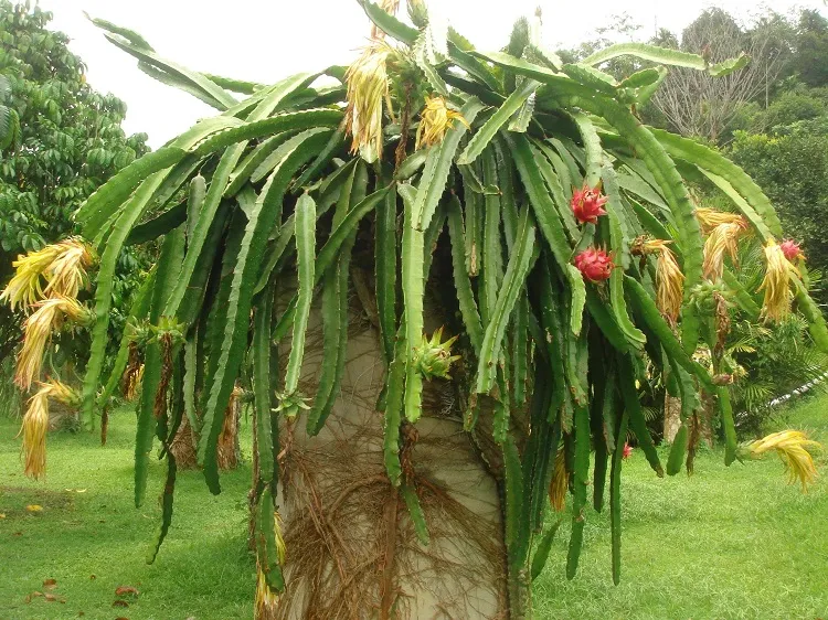 what is a dragon fruit tree up to 20 feet tall
