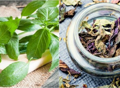 what is the best way to dry out basil leaves