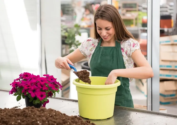 what is the best way to take care of petunias ensure they have enough space to grow in the pot
