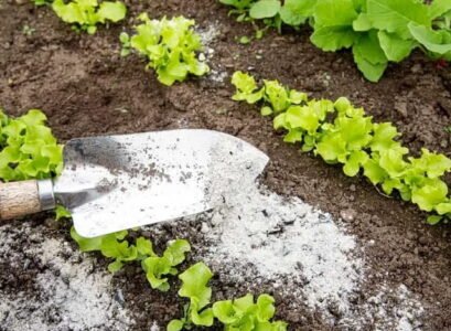 which plants do not like wood ash