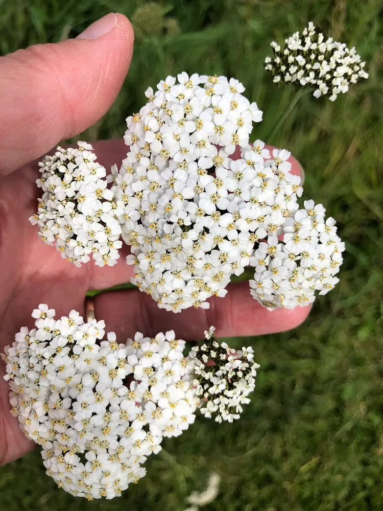 white yarrow what flower requires the least amount of water
