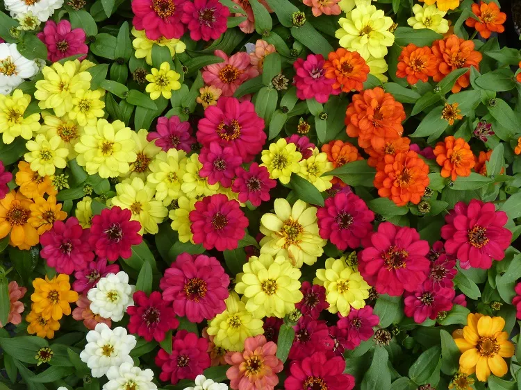 zinnia flowers in a garden what flower requires the least amount of water
