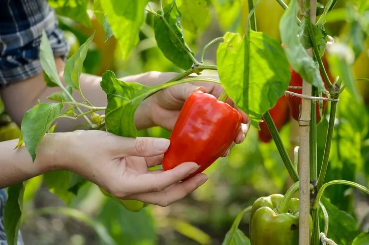 benefits of epsom salt for peppers
