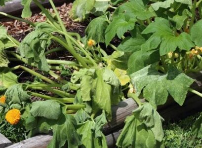diy natural insecticide for zucchini