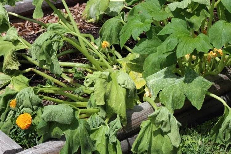 diy natural insecticide for zucchini