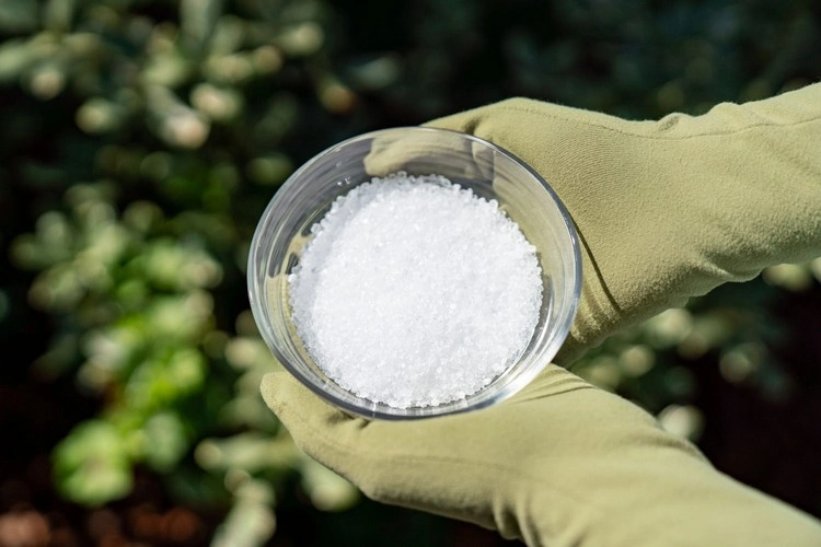 fertilizing with epsom salt properly tips guide