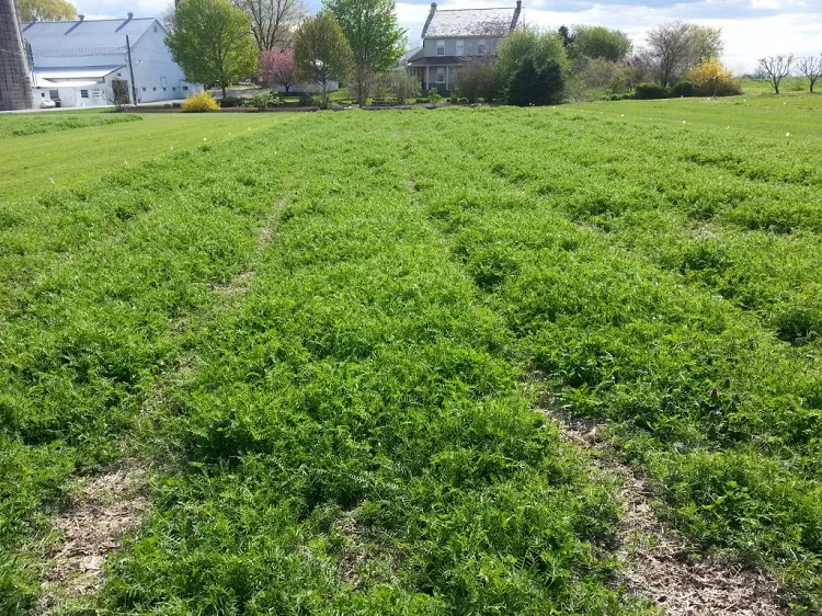 hairy vetch cover crop improve garden soil with green manure