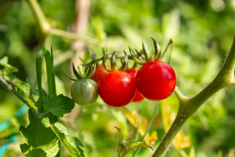 how often should you water tomatoes with milk