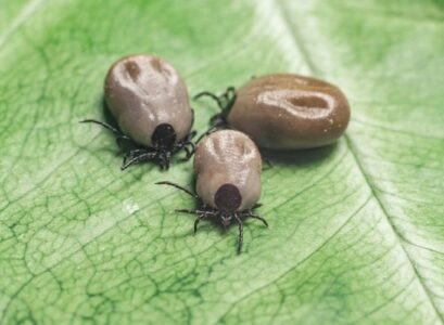 how to get rid of ticks in the garden