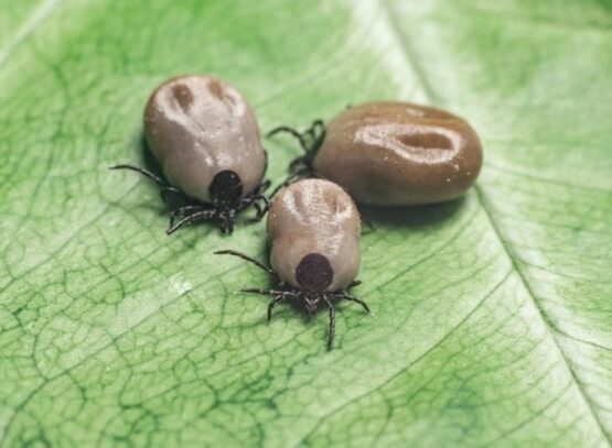 how to get rid of ticks in the garden