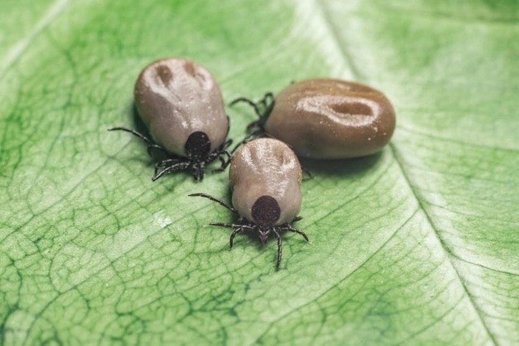 how to get rid of ticks in the garden