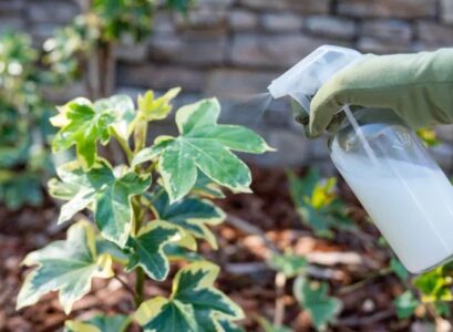 how to fertilize with milk