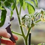 how to get rid of aphids on tomatoes with effective home remedies