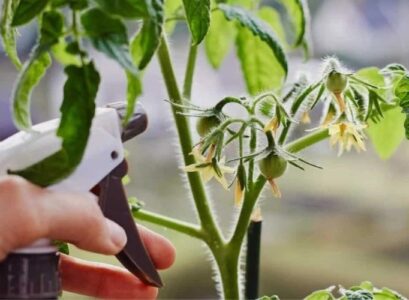 how to get rid of aphids on tomatoes with effective home remedies