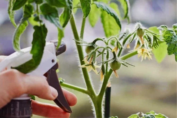 how to get rid of aphids on tomatoes with effective home remedies