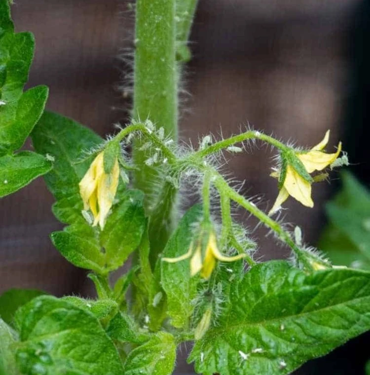 how to get rid of aphids on tomatoes