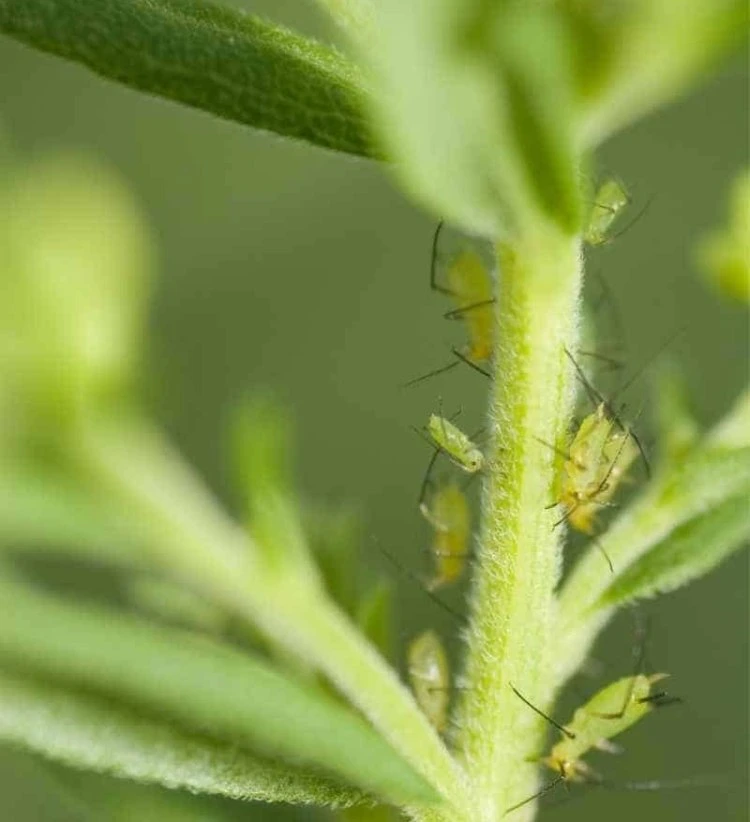 how to identify aphids on tomatoes