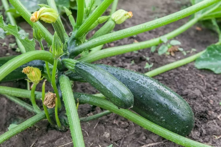 how to make natural insecticide for zucchini