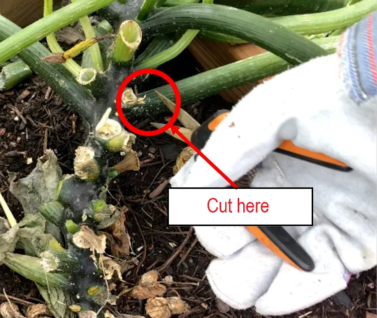 how to prune zucchini leaves