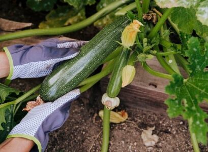 how to prune zucchini to have an abundant production