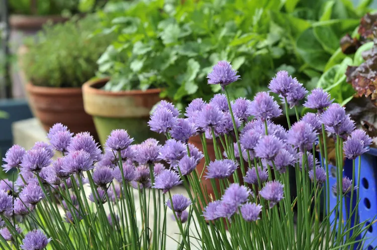 how to use chive blossoms make flavored vinegar for salads or sauces