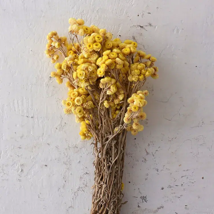 immortelle what plants and flowers to dry technical ideas herbarium bouquet