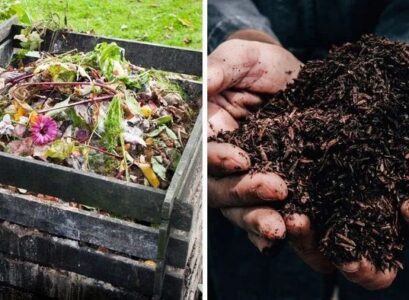 organic fertilizers for vegetables natural fertilizers