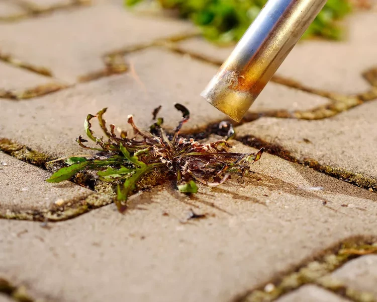 remove weeds from the patio with a flame torch