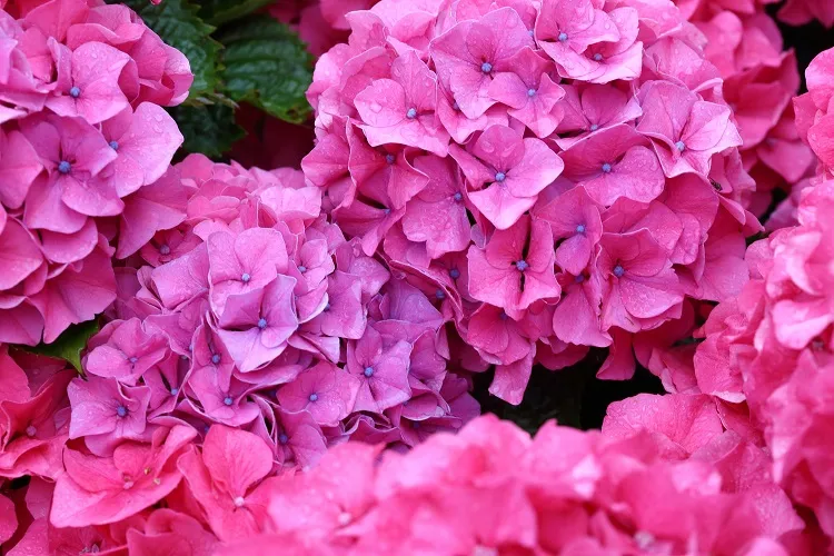 the things hydrangeas hate the most practical guide to abundant blooming