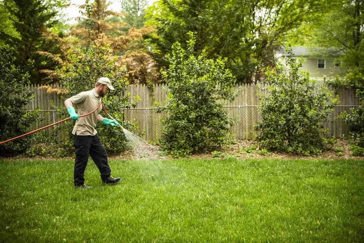 use epsom salt to beautify your lawn