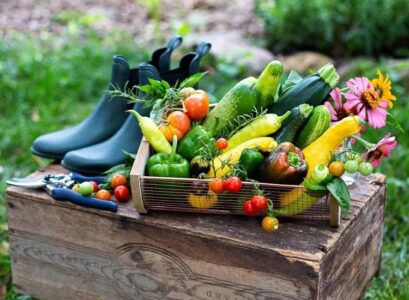 what vegetables to plant in june