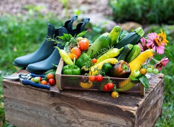 what vegetables to plant in june
