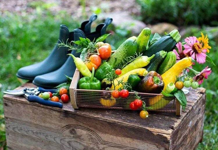 what vegetables to plant in june